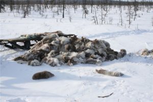 Браконьерство в россии