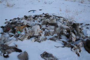 Браконьерство в россии