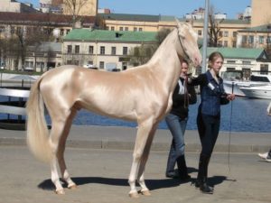 Самая дорогая лошадь в мире фото и цена